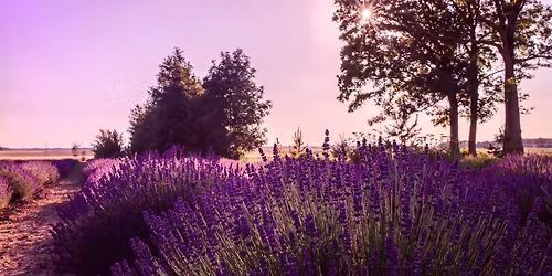 Bir\u017e\u0173 kra\u0161to magija: nuo Provanso aromat\u0173 iki \u017eem\u0117s paslap\u010di\u0173 2026.07.11