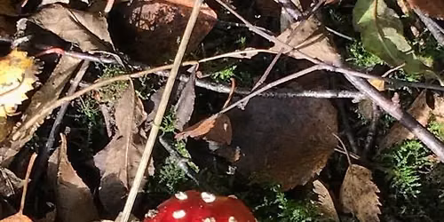 Fungi Walk