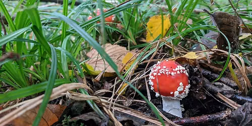Fungtastic fungi - ID & activities