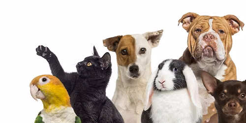 Companion Animal Deathcare