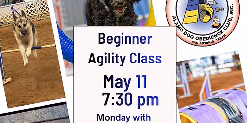 Beginner Agility Class
