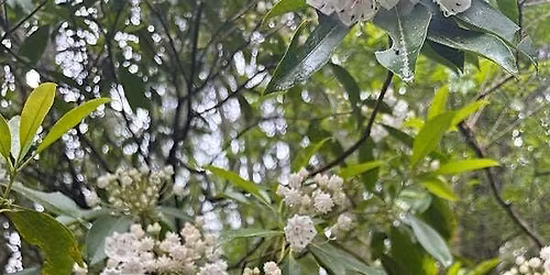Pine Barren Blooms Guided Hike