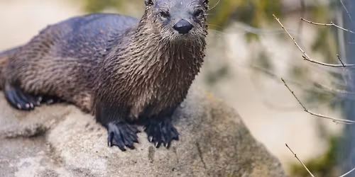Conservation Awareness Day: World Otter Day