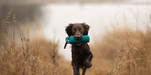  Jaktanleggskurs (JAL) for alle spanielraser KURSET ER FULLT!