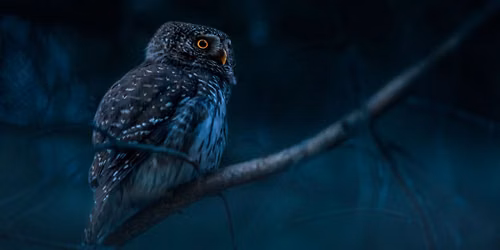 Homeschool Science Series: Night Hike & Nocturnal Creatures - Ages 5-8