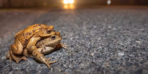 B\u00e9kament\u00e9s a salg\u00f3tarj\u00e1ni V\u00edzv\u00e1laszt\u00f3n\u00e1l