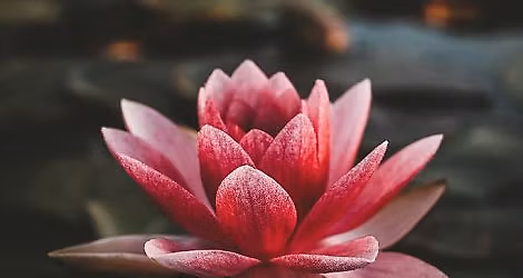 Waking Up In Free-Fall: Bringing Presence, Insight, and Compassion to Everyday Bardos