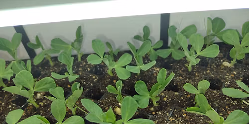 4th Annual Seedling Exchange \/ Giveaway 