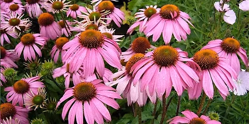 Growing Medicinal Herbs