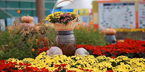 Planting Bulbs for Seasonal Displays