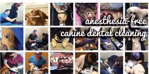 K9 Gentle Dental