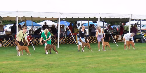 NJ Boxer Club Specialty Dog Show