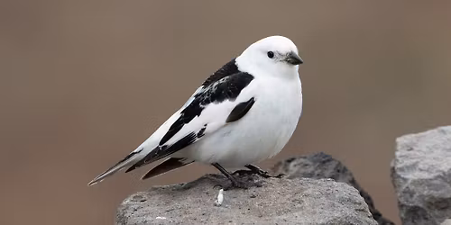 Park Pals: Migration