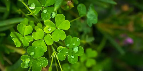 \u2618\ufe0f Plant Bingo! \u2618\ufe0f