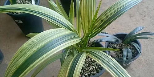 Plants Live selling