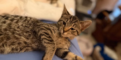  Snuggles Saves Lives: Kitten socialization day! \ud83d\ude3b