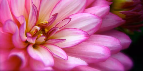 Flower Power: Dahlia Photography Course