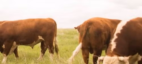 2026 Northwest Hereford Breeders Bull Sale