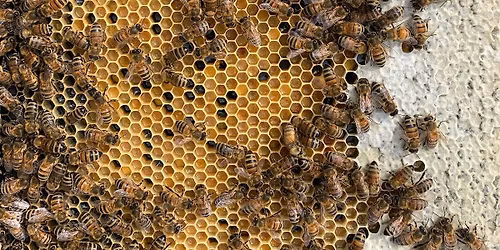 World Bee Day at Honeybee Centre