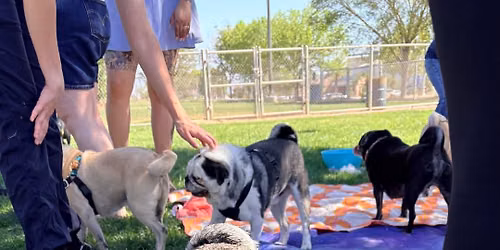 Pug Sunday 7\/12