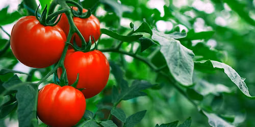Hands-On: Salsa Di Pomodoro