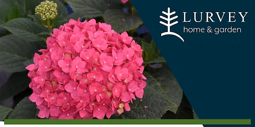 Demystifying Hydrangeas