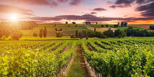 Wine 101: Bordeaux, France