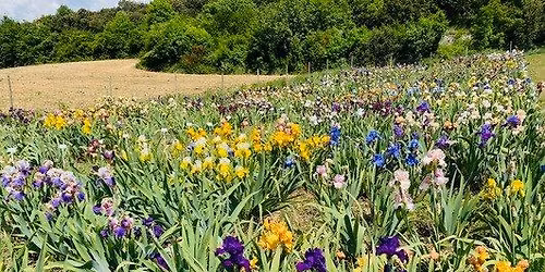 Nature et producteurs : d\u00e9couverte des plantes m\u00e9dicinales et visite d'une production d'iris