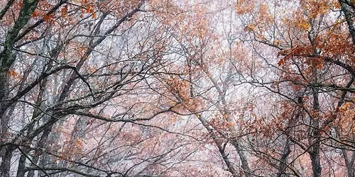 Photography In Nature Walk