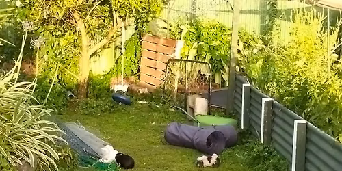 Animal Feeding - for all