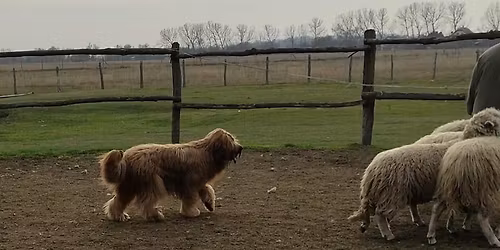 CACITR Terel\u0151verseny, TKV, NHAT, HWT