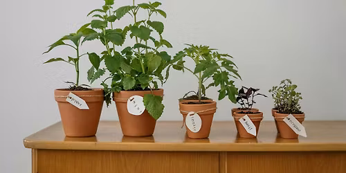 Warsztaty zielarskie Business Garden Wroc\u0142aw