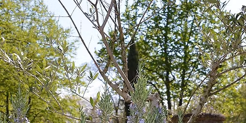 ALLEGEMEINE HEILPFLANZENF\u00dcHRUNG mit Sitzm\u00f6glichkeit