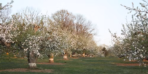 4th Annual Spring Blossom Festival