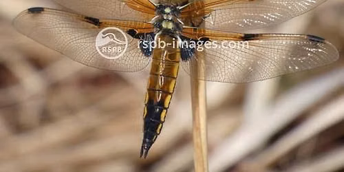 RSPB Morning Walk: Thursley NNR