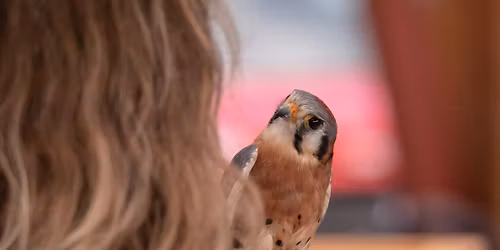 Nature at Night: Summer Series! Birds of Prey