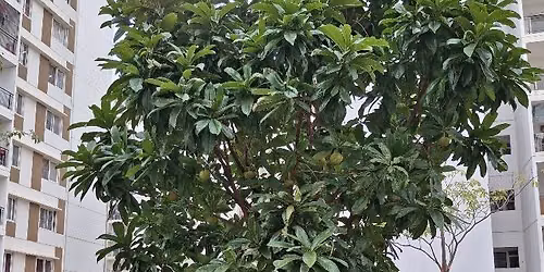 Diwali Decoration