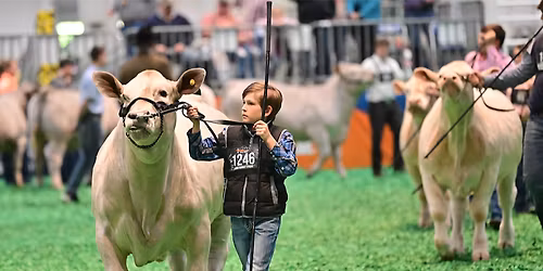 Houston Livestock Show and Rodeo - All Session Pass at NRG Stadium