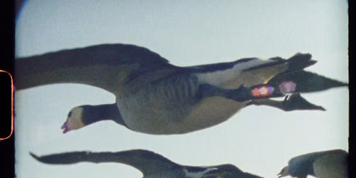 Lowther Cinema: Super Nature (PG)