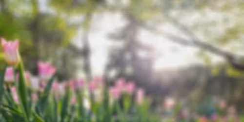 Tulip\u00e1n sz\u00fcret Asz\u00f3don