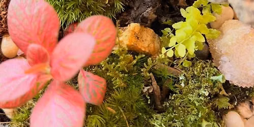 Terrarium Class
