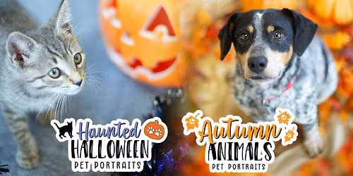 Fall & Halloween Pet Portraits