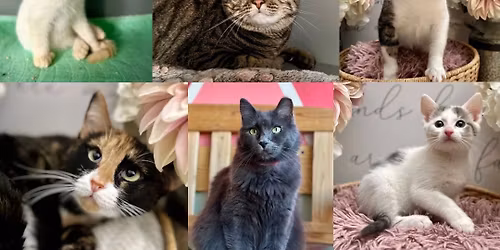 🚨🐾 All hands on deck! Our kitties need homes—NOW!