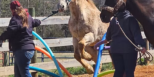 Rockin R Ranch Obstacle Challenge