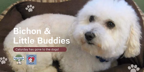 Bichon & Little Buddies - MUKWONAGO
