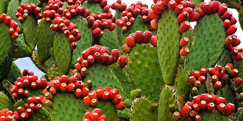 Wilderness Survival Hike
