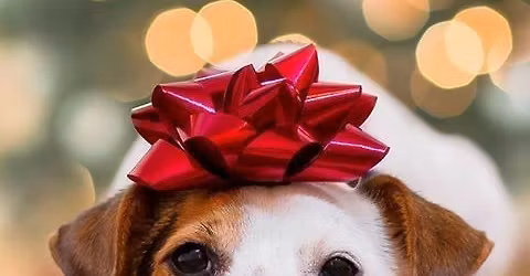 Dog Mom\u2019s Night Out Howliday Party