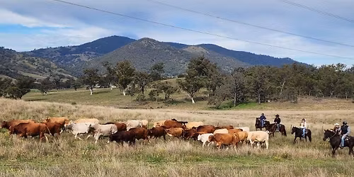 YellowScone Confidence Focus 5-Day Trail & Cattle Experience