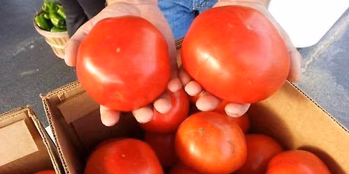 FREE Tomato Sandwich Day