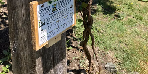 Mason Bee Q&A